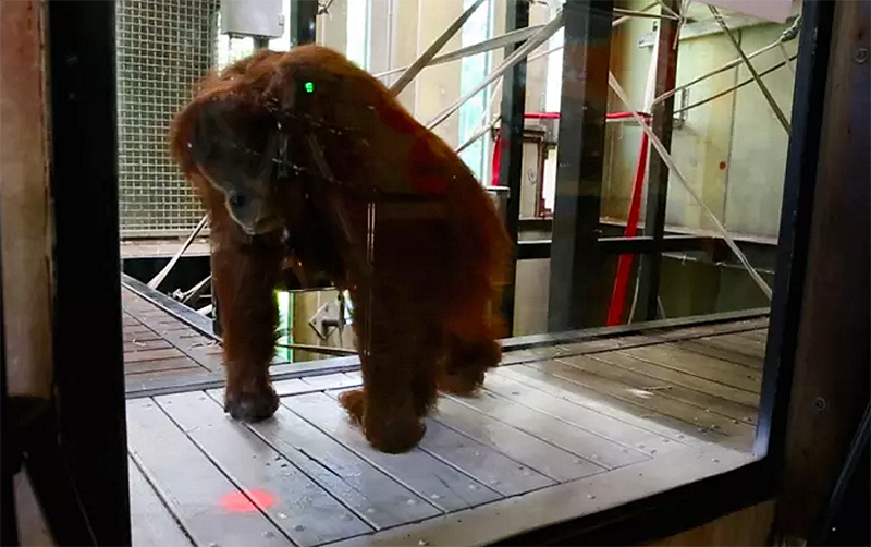 Illustration for article titled Videojuegos para simios: los orangutanes del zoo de Melbourne aprenden a jugar con Kinect